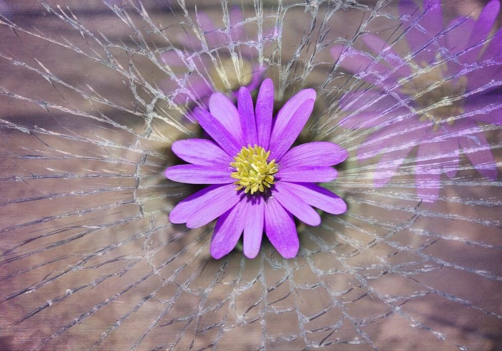 Purple flower