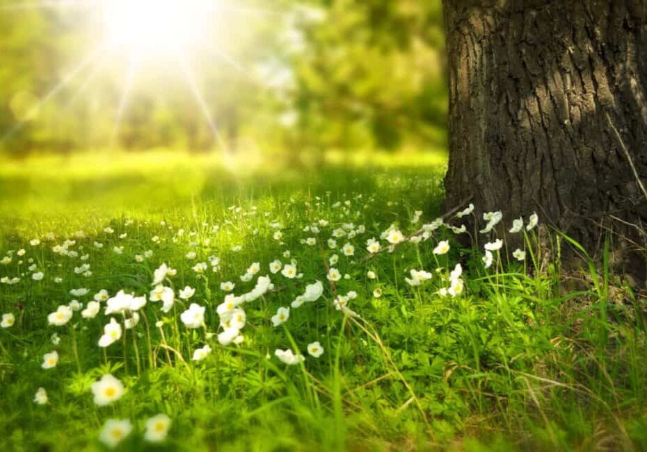 spring-tree-flowers-meadow-60006
