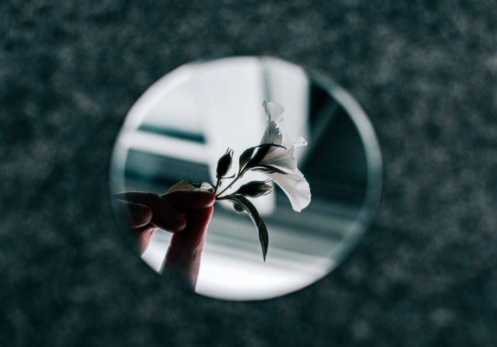 white-petaled-flower-reflection-from-small-round-mirror-2412361